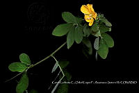 Atleq 0044 Senna sp..jpg