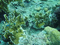 NE018 1047 Millepora alcicornis.jpg