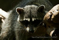 MASM04907 Procyon lotor.jpg