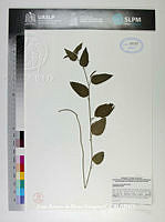JAdNV0224 Acalypha ocymoides.JPG