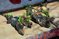 JMEO01 Ctenosaura pectinata.JPG