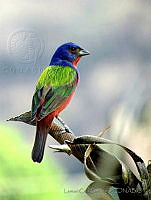 LCS11 Passerina ciris.jpg