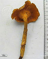 CBA0146 Cantharellus sp..JPG