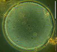DJ017-64 Coscinodiscus radiatus.jpg
