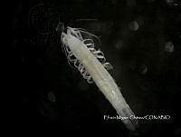 EMCHS 007 Stygiomysis holthuisi.jpg