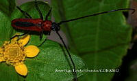VHTH007 Tylosis suturalis.JPG