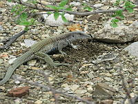 CAR 0033 Aspidoscelis tigris.jpg