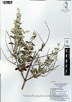 YPH1703 Hyptis albida.jpg
