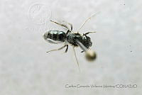 CGVM1176 Lasioglossum sp..jpg