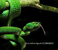 MN6F0056 Bothriechis lateralis.jpg