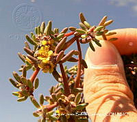 JJBC0425 Portulaca pilosa.JPG