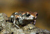 MASM07243 Eleutherodactylus grandis.jpg
