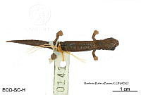 ME006 herp SCLC 0215 Bolitoglossa occidentalis - Taylor, 1941.jpg