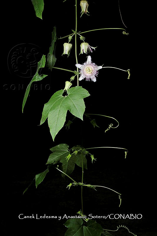 Huitz%200626%20Passiflora%20adenopoda.jpg.nSjDqOH0MVmNk0VjQA3g0JtbmFja29CbnFuZ3NAbXJ6LGtwZwA.2Ww3Le2lrL