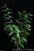 PJB0029 Ceratozamia hildae.jpg