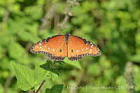 JCGM02994 Danaus gilippus ssp. thersippus.jpg