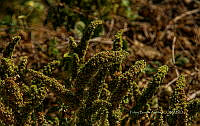 FBA1205 Santa María Huatulco_11.jpg