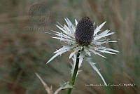 IMDOC Hong 0127 Eryngium proteiflorum.jpg