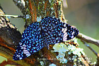 MN6F0159 Hamadryas amphinome.jpg