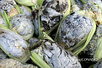 ZG013 0151 Ustilago maydis.jpg