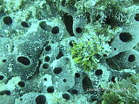 NE018 0181 Callyspongia (Callyspongia) fallax.jpg