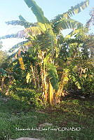 ZG012 0043 Musa paradisiaca.jpg
