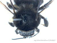 JAMR071 Bombus macgregori.jpg