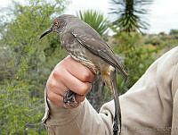 KMS0071 Toxostoma curvirostre.jpg