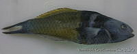 FVC0221 Thalassoma bifasciatum.tif