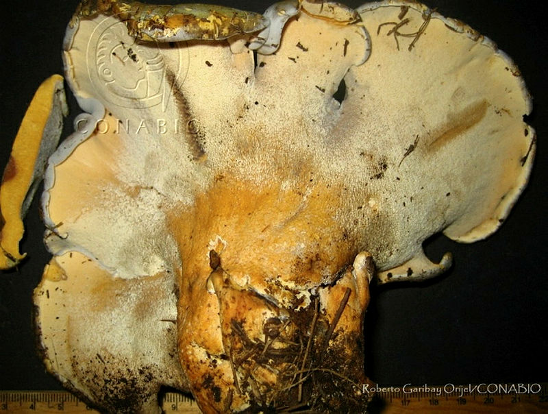 RGO0332%20Albatrellus%20flettii.JPG.iie475P8MRkJdWlhQA3g0JtbmFja29CbnFuZ3NAbXJ6LGtwZwA.TgiAZGOZYe