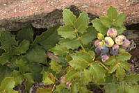 VWS020 Berberis alpina.jpg