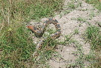 PRB0678 Pituophis deppei.jpg