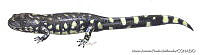 MAPM0703 Ambystoma sp..jpg