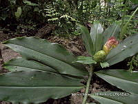 JF092 0202 Costus spicatus.jpg