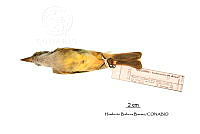 ME006 Aves 0676 Myiarchus tuberculifer.jpg