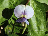 RG055 0263 Phaseolus vulgaris.jpg