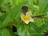 JCGM01067 Hemiargus ceraunus ssp. astenidas.jpg