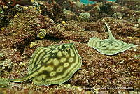 CNS1159 Urobatis concentricus.tif