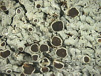 ABP170 Physcia kalbii.jpg