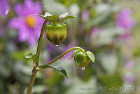 IMDOC0267 Dahlia pinnata.jpg