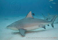 CNS1273 Carcharhinus leucas.jpg