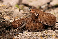 GRL002 Crotalus willardi ssp. silus.jpg