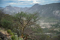 IMDOC 4973 Bursera.jpg