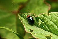 SM0601 Disonycha politula.jpg