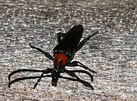 VHTH001 Cyphonotida rostrata ssp.  rostrata.JPG