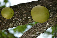 RRR0292 Crescentia alata.jpg