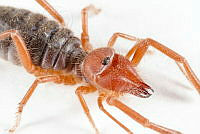 MASM07842 Eremobates sp..jpg