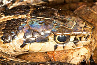 ECA0320 Thamnophis lineri.jpg