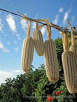 BBG01 Zea mays.JPG