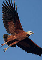 24. Águila Canela (Busarellus nigricollis)_MiguelASicilia.jpg